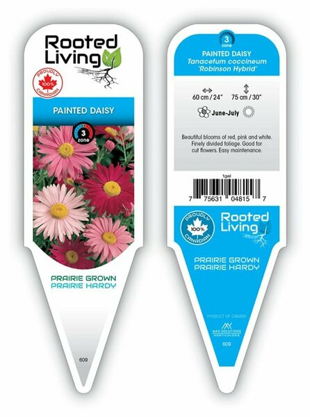 Tanacetum - Robinson Hybrid Painted Daisy 9 cm (3.5")