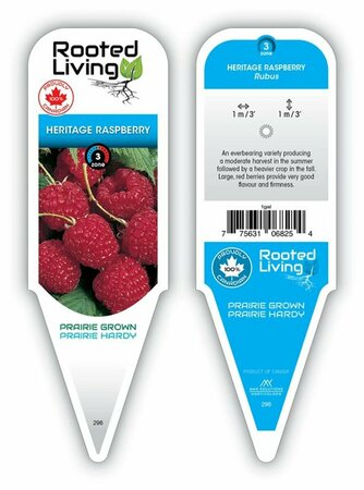 Rubus - 'Heritage' Raspberry 1 gal outdoor
