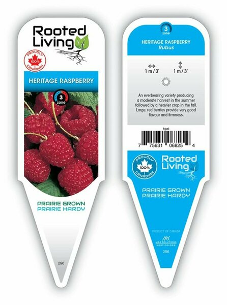 Rubus - 'Heritage' Raspberry 1 gal outdoor