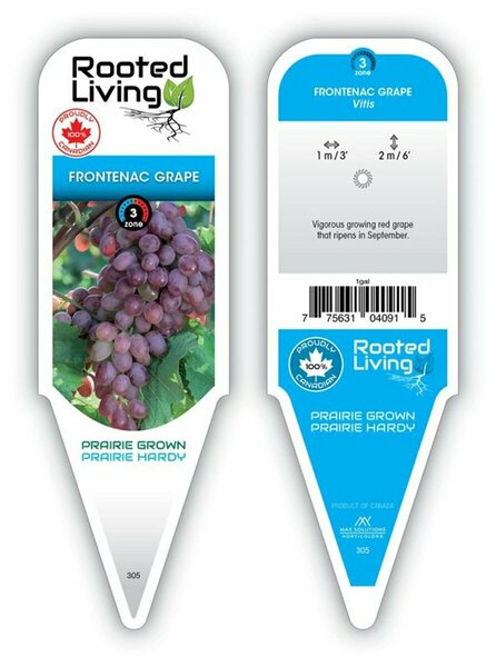 Vitis - 'Frontenac' Red Grape 1 gal outdoor