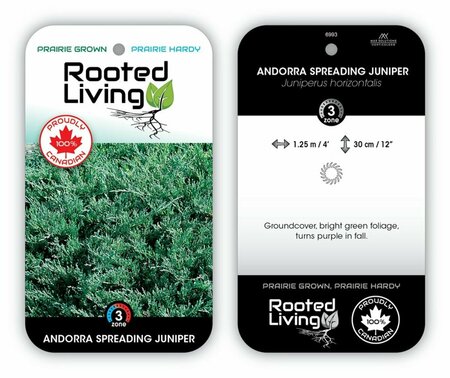 Juniperus hor. - 'Andorra Compact'  2 gal