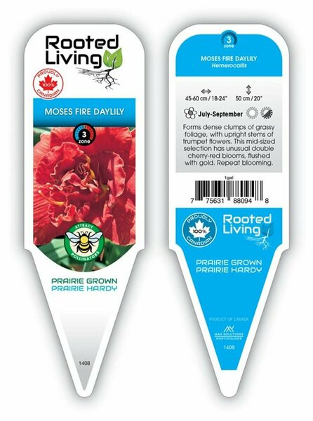 Hemerocallis - 'Moses Fire' [Rd] Daylily 1 gal