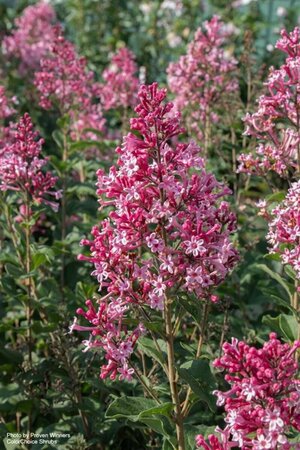 Syringa - Bloomerang 'Ballet' Lilac (PW) 1.5 gal / 8" Greenhouse