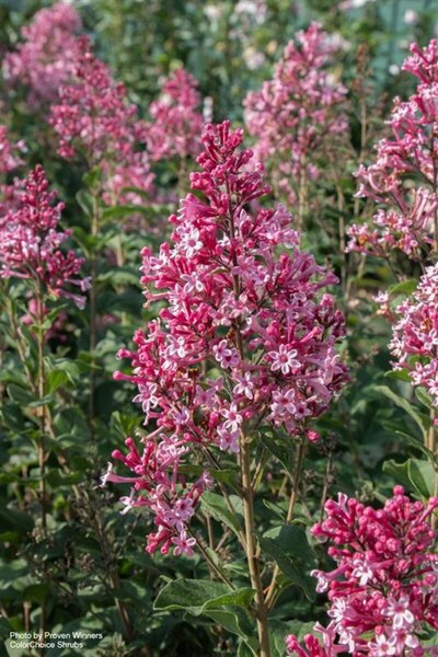 Syringa - Bloomerang 'Ballet' Lilac (PW) 1.5 gal / 8" Greenhouse