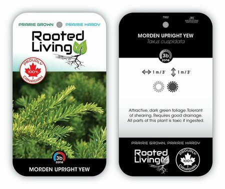 Taxus cuspidata - 'Morden' Yew 2 gal - image 1