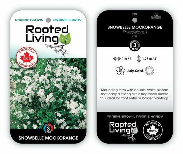 Philadelphus - 'Snowbelle' Mockorange RP38deep - image 1