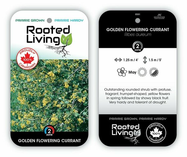 Ribes aureum - Golden Flowering Currant RP21