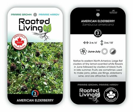 Sambucus canadensis - American Elder RP21