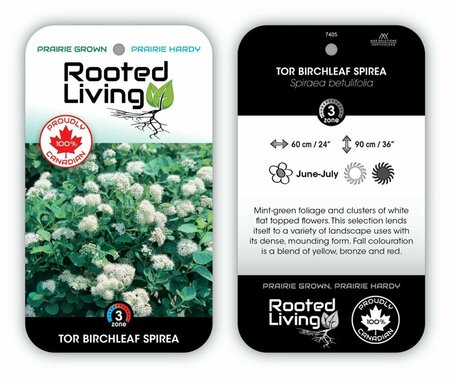 Spiraea bet. - 'Tor' Birchleaf RP38deep