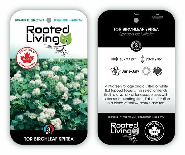 Spiraea bet. - 'Tor' Birchleaf RP38deep