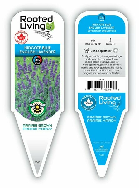 Lavandula ang. - 'Hidcote Blue' Lavender 9 cm (3.5")