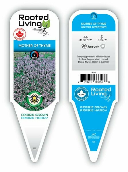 Thymus serpyllum - Mother of Thyme 9 cm (3.5")