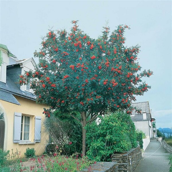 Sorbus aucuparia - European Mtn Ash 15 gal - image 1