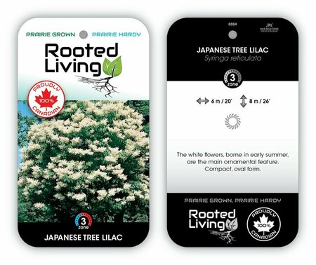 Syringa reticulata - Japanese Tree Lilac 10 gal