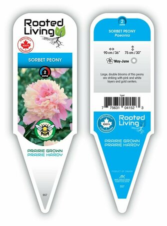Paeonia - 'Sorbet' Peony [Pink/Wh/Gold] 2 gal - image 1