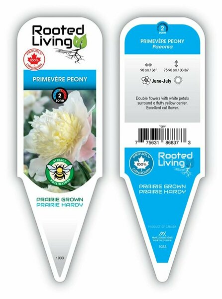 Paeonia - 'Primevère' Peony [Dbl Ylw] 2 gal