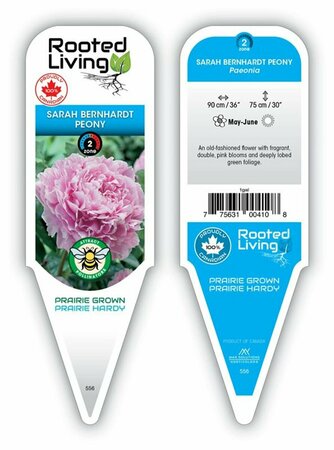 Paeonia - 'Sarah Bernhardt' Peony [Dbl Pink] 2 gal