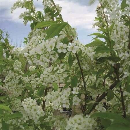 Prunus padus 'Advance' Mayday 7 gal - image 3