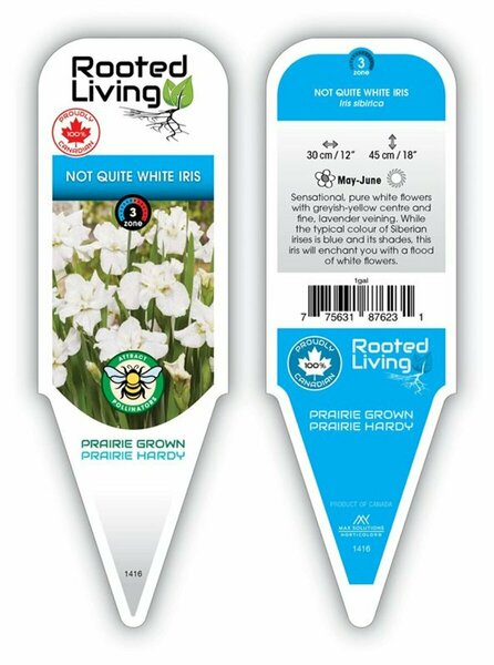 Iris sib. - 'Not Quite White' Siberian Iris 1 gal outdoor - image 1