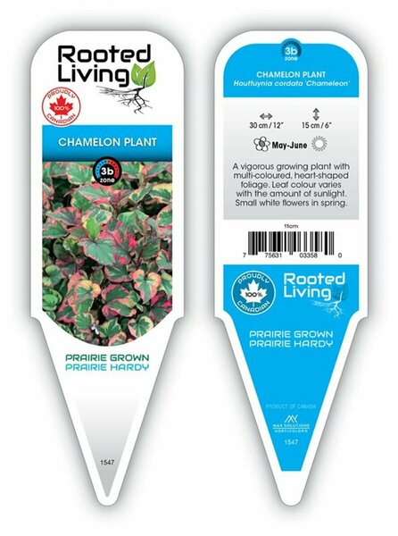 Houttuynia cordata 'Chameleon' 1 gal
