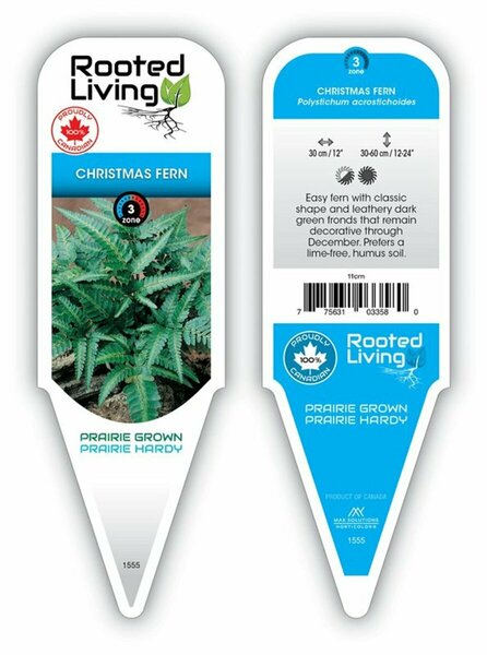 Polystichum acrostichoides - Christmas Fern 1 gal