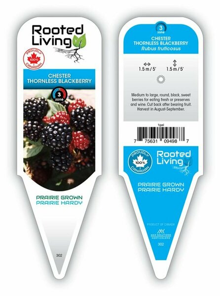 Rubus frut. - 'Chester Thornless' Blackberry 1 gal
