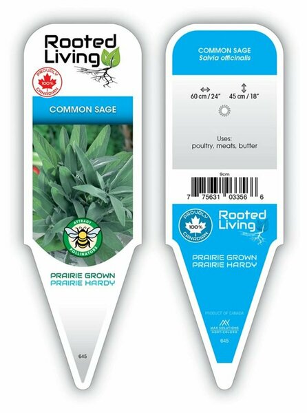 Salvia officinalis - Common Sage 9 cm (3.5")