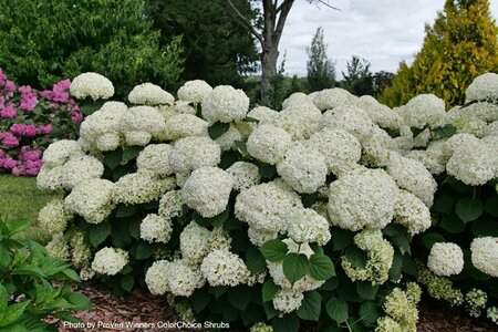 Hydrangea arb. - 'Incrediball Storm Proof' (PW) 2 gal PW - image 1