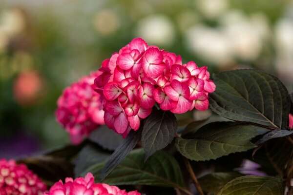 Hydrangea mac. - 'Eclipse'® (FE) 1 1/2gal FE - image 2