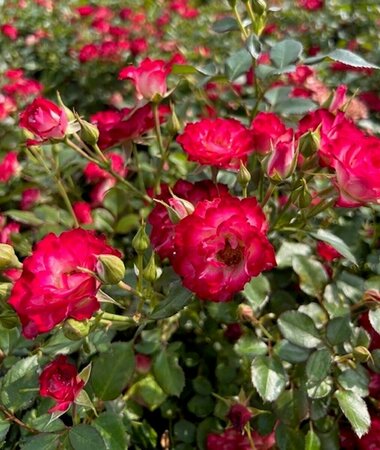 Rosa - 'Never Alone' [Pi/Wh] 2 gal