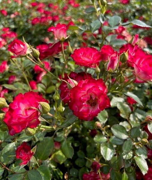 Rosa - 'Never Alone' [Pi/Wh] 2 gal