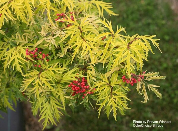 Sambucus racemosa - 'Lemony Lace'® Elderberry (PW) 2 gal PW