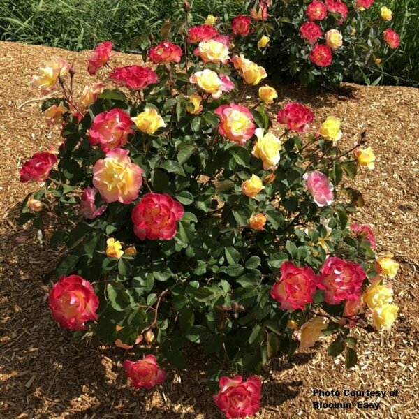 Rosa - 'Gumball Goody'™ [Rd/Yl/Pi] (BE) 1.5 gal / 8" Greenhouse - image 3