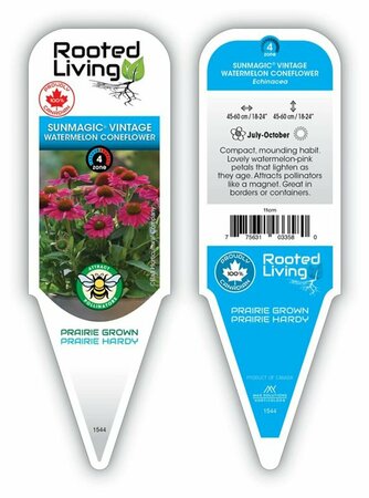 Echinacea Sunmagic - 'Vintage Watermelon' 11 cm Prem - image 1