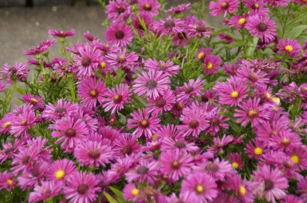 Aster - 'Jenny' [Pink] 1 gal