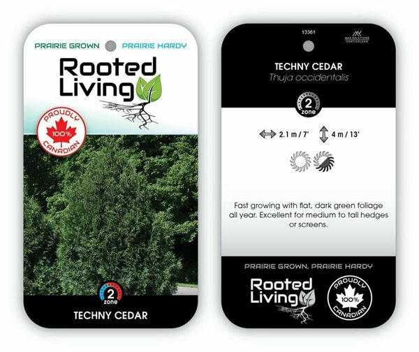 Thuja occ. - 'Techny' Cedar 15 gal - image 1