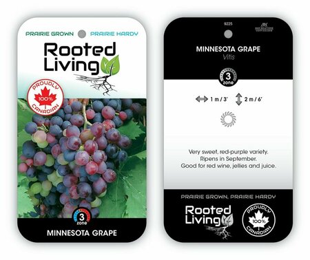 Vitis - 'Minnesota 78' Grape RP38deep - image 1