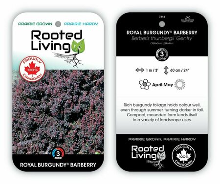Berberis t. 'Gentry' 'Royal Burg' Barberry 2 gal - image 1