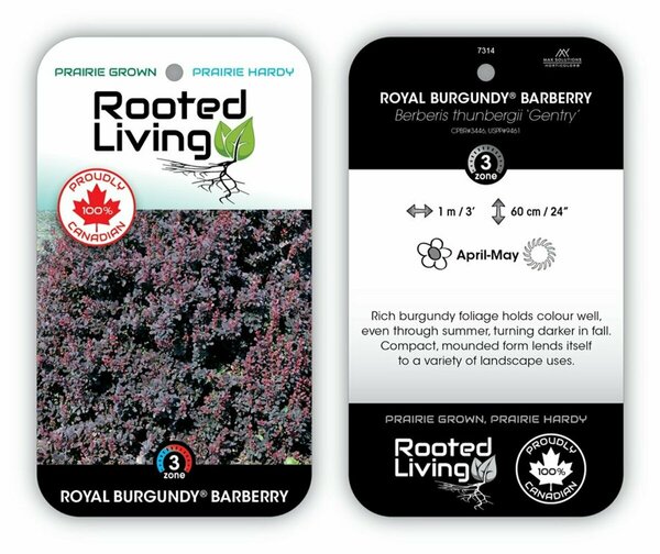 Berberis t. 'Gentry' 'Royal Burg' Barberry 2 gal - image 1