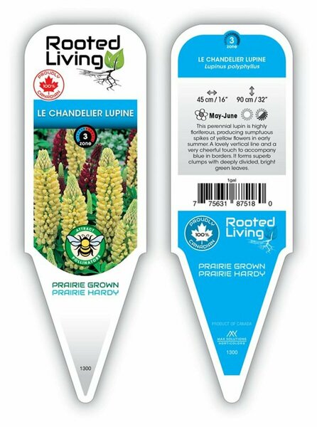 Lupinus 'Chandelier' [Ylw] 11 cm Prem