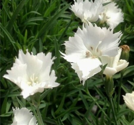 Dianthus - Beauties™ 'Annabelle'  1 gal - image 1