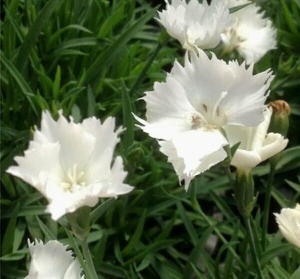Dianthus - Beauties™ 'Annabelle'  1 gal - image 1
