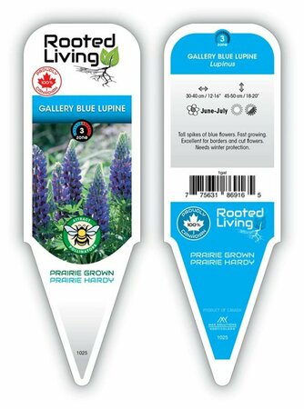 Lupinus - 'Gallery Blue' Lupin / Bluebonnet 11 cm Prem - image 1