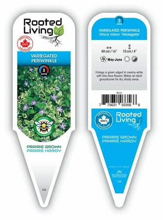 Vinca minor - Variegated Periwinkle 1 gal