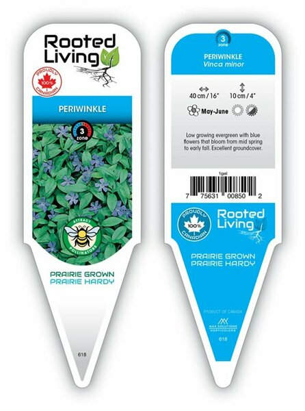 Vinca minor - Periwinkle 1 gal - image 1