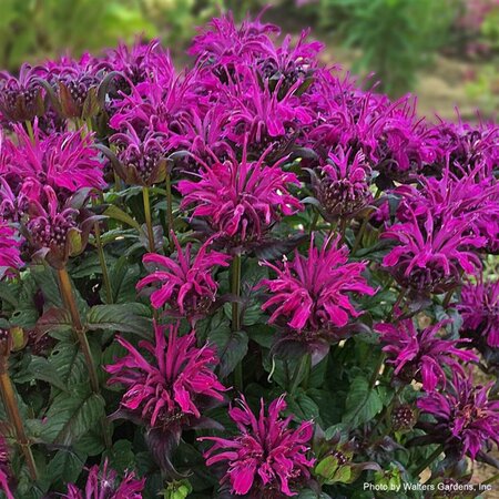Monarda - Sugar Buzz® 'Rockin' Raspberry' Bee Balm 1 gal