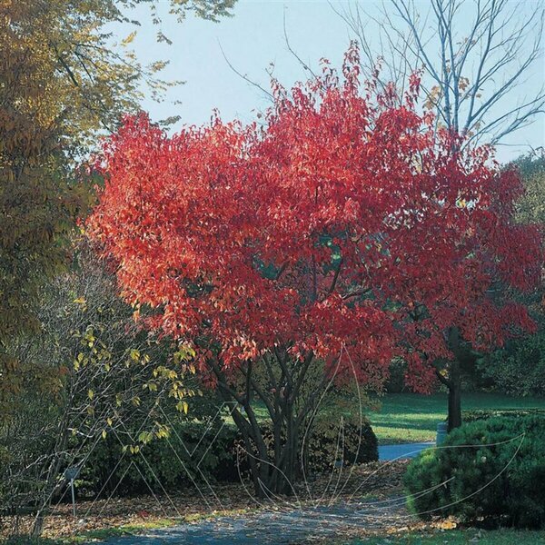 Acer ginnala - 'Flame' Amur Maple 5 gal multi