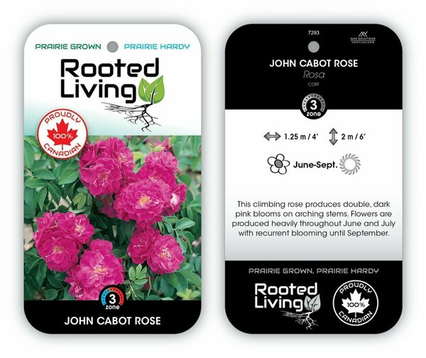 Rosa - 'John Cabot' Climbing Rose [Dk Pink] 1 gal