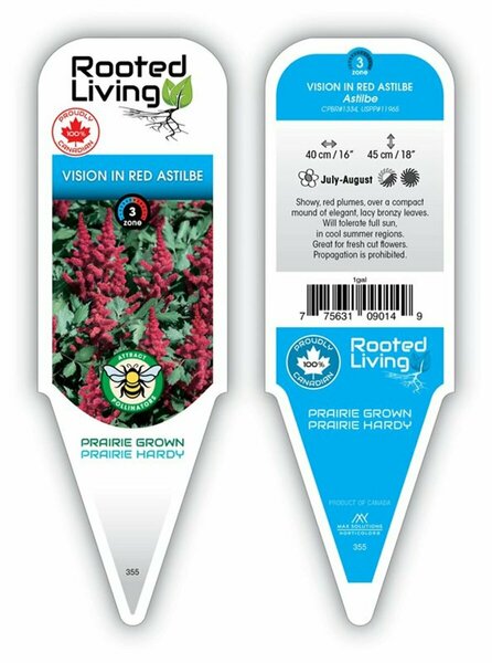 Astilbe chinensis - 'Visions in Red'  2 gal outdoor