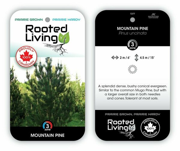 Pinus uncinata - Mountain Pine 5 gal
